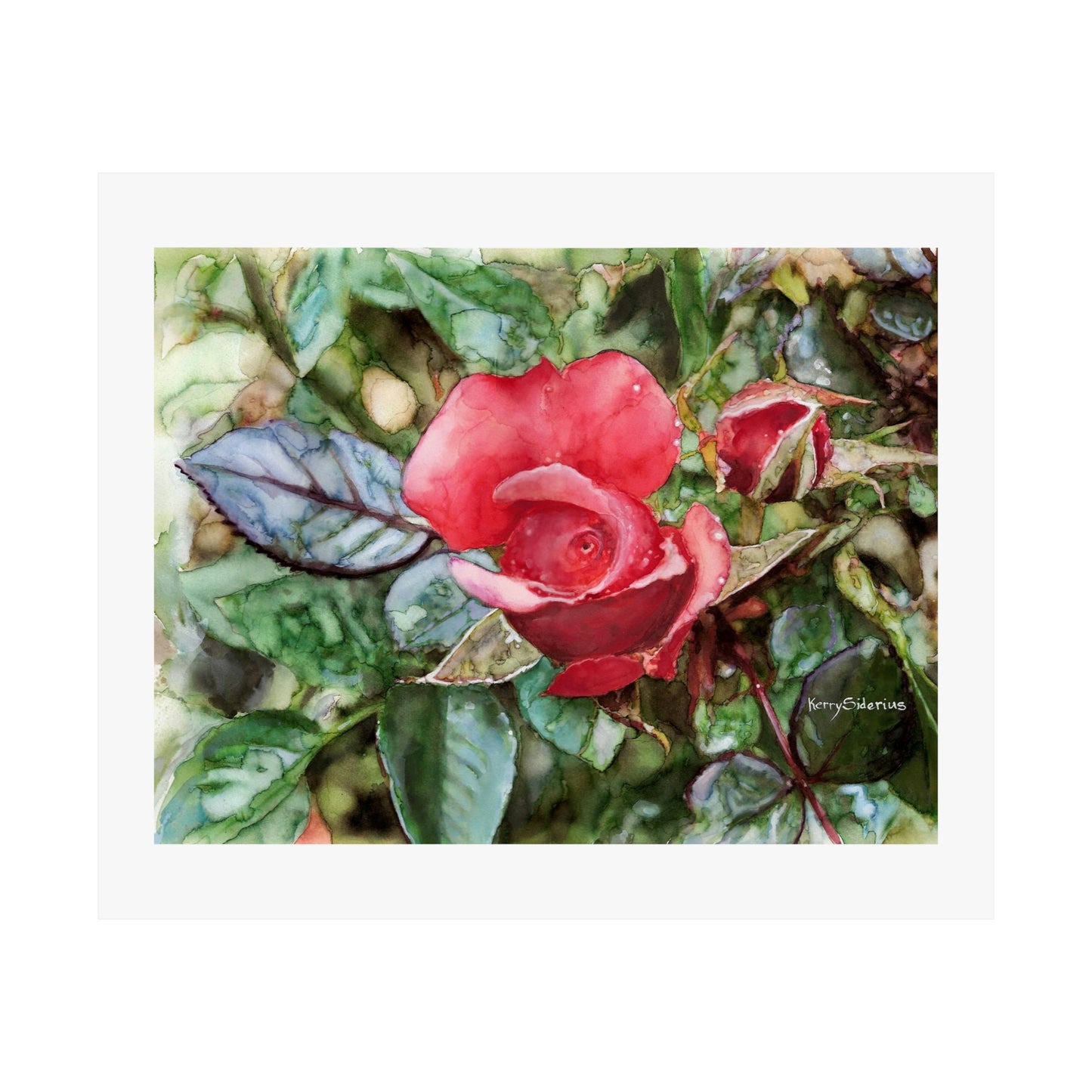 "Raindrops on Roses With Blue Leaf" Archival Print