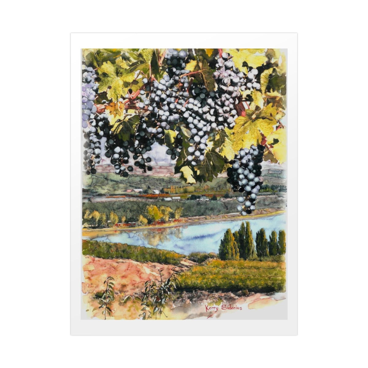 "Grapes Over the Columbia" Fine Quality Poster Print - Kerry Siderius Art 