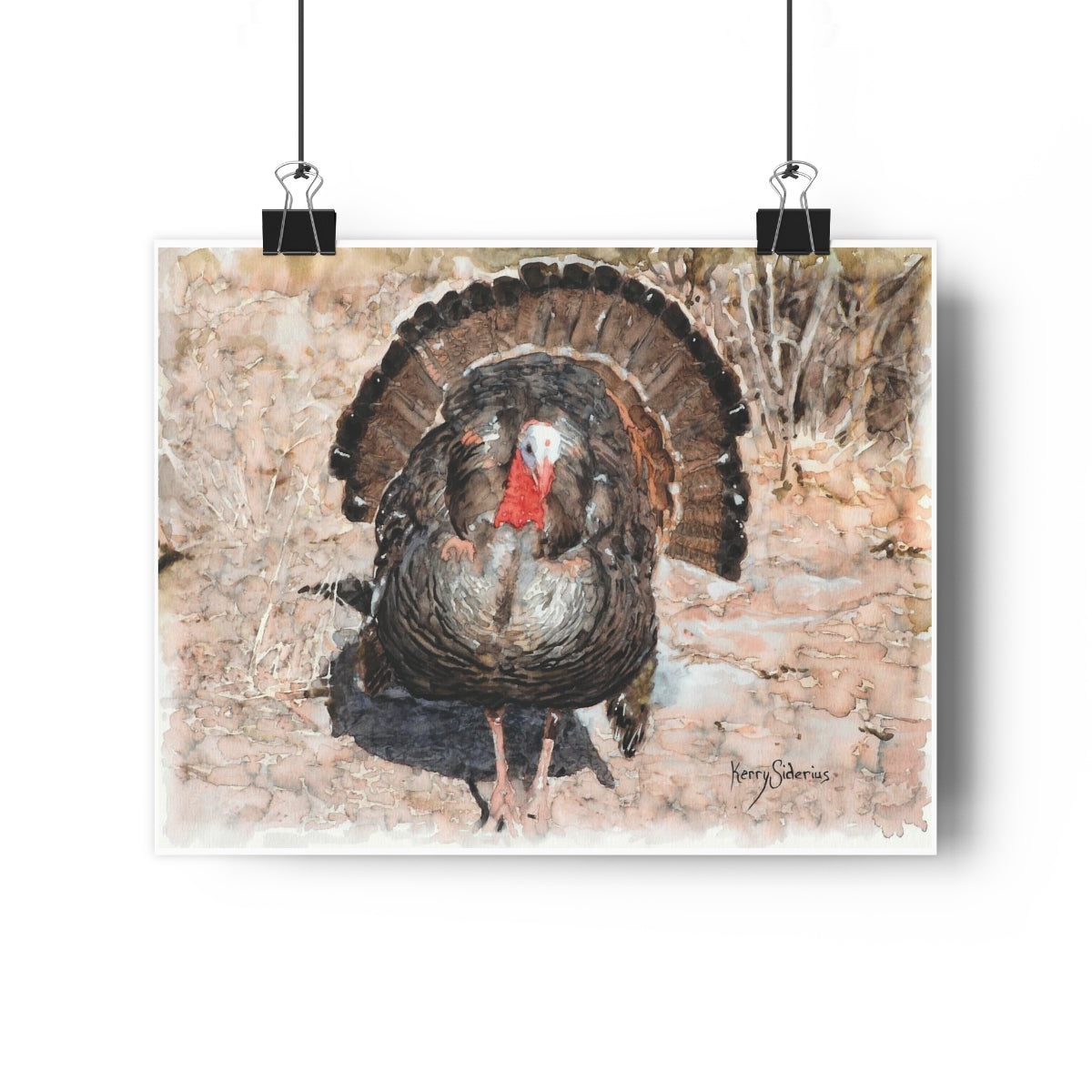 "Wild Turkey Up By Lake Wenatchee" on Archival Poster Print - Kerry Siderius Art 
